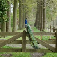 De Oude Buisse Heide